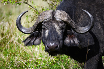 African buffalo Masai Mara park (Africa)