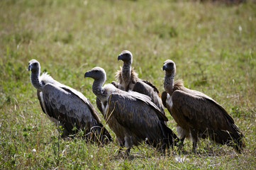 Group of vultures in the natural park of Masai Mara