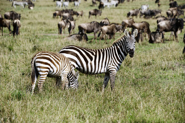Fototapeta na wymiar Zebra in the Masai Mara National Park (Africa)