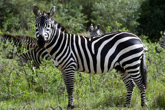 Zebra in the Masai Mara National Park (Africa)