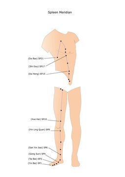 agopuntura: meridiano della milza e suoi punti