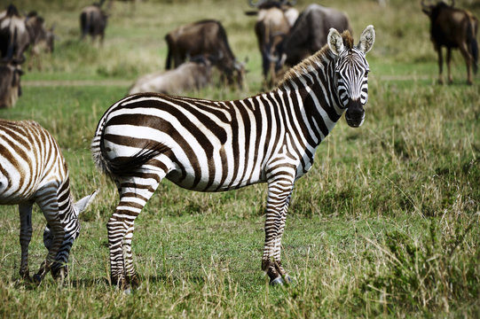 Zebra in the Masai Mara National Park (Africa)
