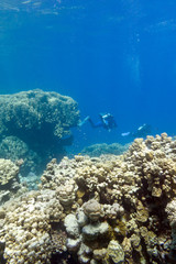 two divers above coral reef in tropical sea ,underwater