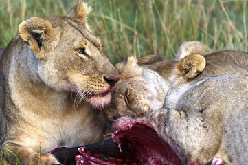 Lioness eating a wildebeest in the Masai Mara