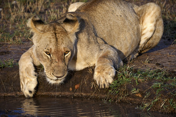 Leone, drinking water in the Masai Mara