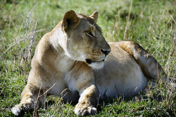 Leone, lying on the Masai Mara