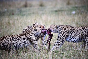 Cheetahs, fighting for a gazelle in the Masai Mara