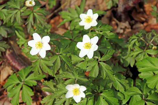 Anemone, Buschwindrosen im Wald