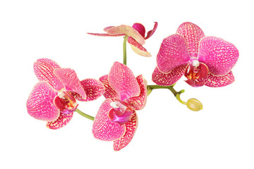 orchid flowers isolated on white