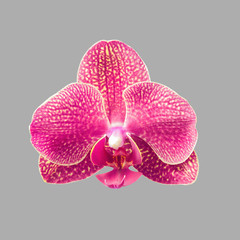Fototapeta na wymiar orchid flowers isolated on gray