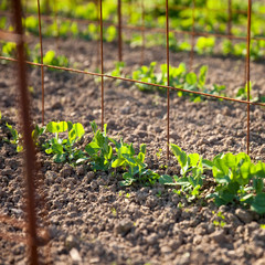 Petits pois au jardin