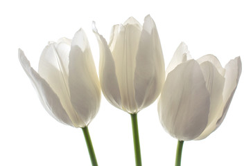 white flowers tulips