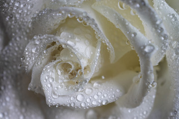 Wet white rose