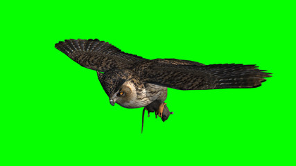 Owl in fly with gray rat in the claw - seperated on green screen