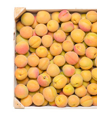 a lot of ripe apricots