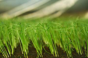 Plants growing inside of pots inside of a greenhouse