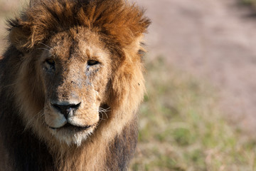 Lion in the savanna of Africa