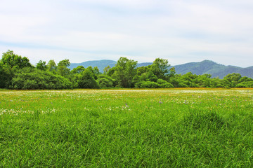 Valley of Narcissi in Khust, Ukraine