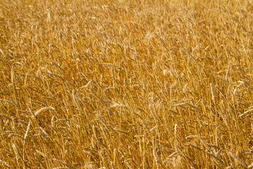 Wheat field