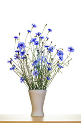 blue cornflowers in vase
