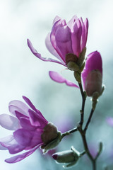 Flowering pink magnolia