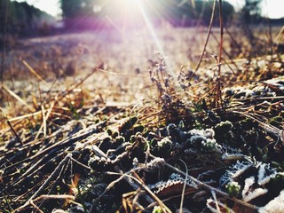 Sun rays