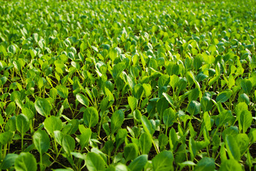 Seedlings of cabbage