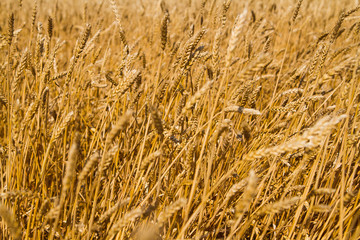 Wheat field
