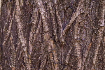 Wooden tree pattern, rustic design element.