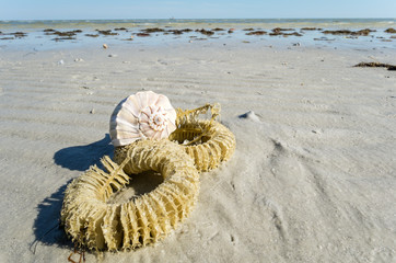 Lighting Whelk Egg Case and Shell on the Beach