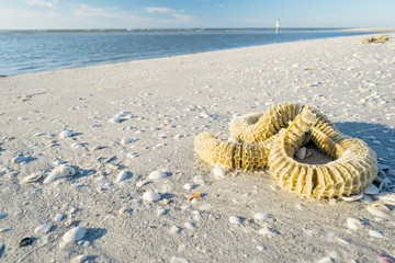Lighting Whelk Egg Case on the Beach