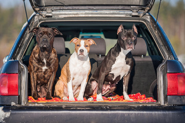 Three american staffordshire terrier dogs sitting in a car