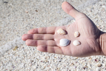 Hand Holding Small Seashells on the Beach