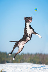 American staffordshire terrier dog playing with a ball in winter