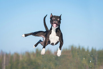 Grappige amstaff-hond met gekke ogen die in de lucht vliegen
