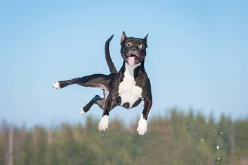 Fotobehang Hond Grappige amstaff-hond met gekke ogen die in de lucht vliegen