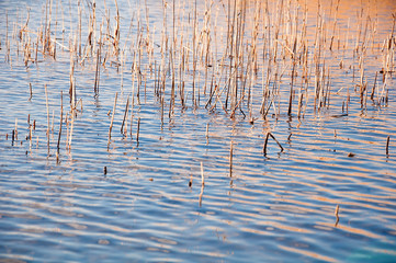 Obraz premium Reeds backgorund on the sea shore on sunset