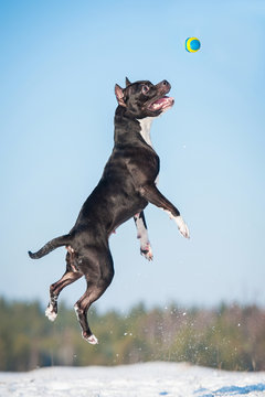 American staffordshire terrier puppy catching a ball in the air