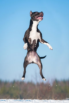 American staffordshire terrier dog jumping in the air