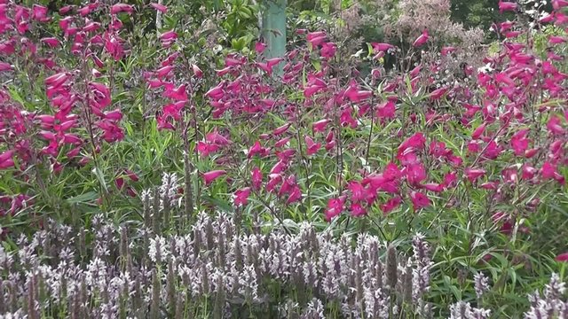 Beautiful pink Summer penstemon flowers in Wildflower Garden