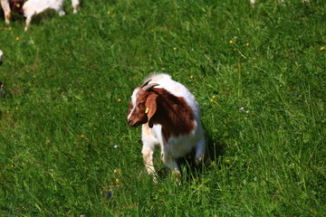 Ziege im Gras