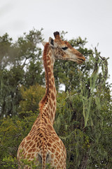 Giraffe (Giraffa camelopardalis)