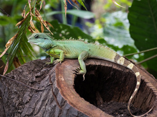 Chinese water dragon