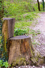 the chair in the park