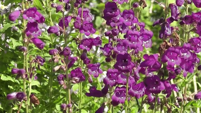Beautiful Purple Penstemon Flowers Blooming in Summer