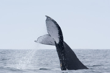 Fototapeta premium Humpback Whale in Puerto Lopez, Ecuador