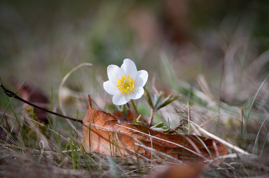vitsippa i brunt gr&auml;s