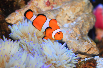 Fototapeta na wymiar Ocellaris clownfish (Amphiprion ocellaris) in Japan
