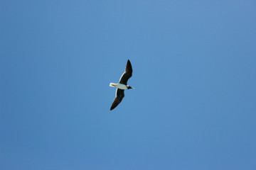 Seagull Flying in The Blue Sky.