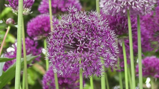 Summer Allium flowers in Wildflower Cottage Garden in Summertime